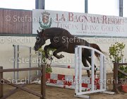 Appio Claudio TosTour2013- S5 2976 : Appio Claudio, Arezzo, Arezzo Equestrian Centre, Cavalli d'Italia, Toscana Tour 2013, foto di Stefano Secchi ©